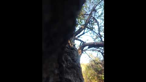 linaj @ bongacams on 20250927