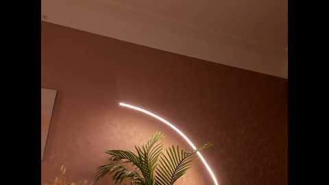 miamimur