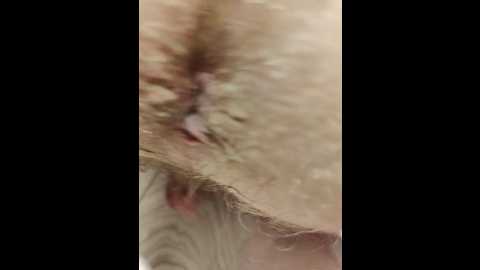 innokentiy449 @ bongacams on 20251028