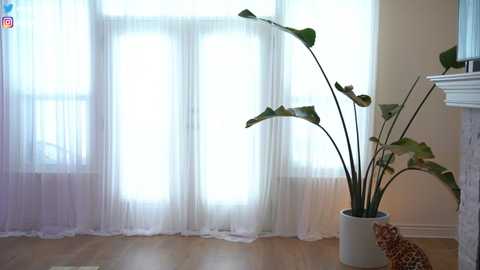 lace___ @ chaturbate on 20240117