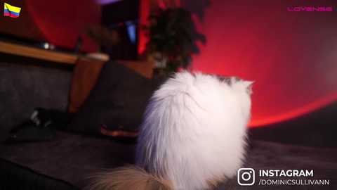 dominic_sullivan1 @ chaturbate on 20250719