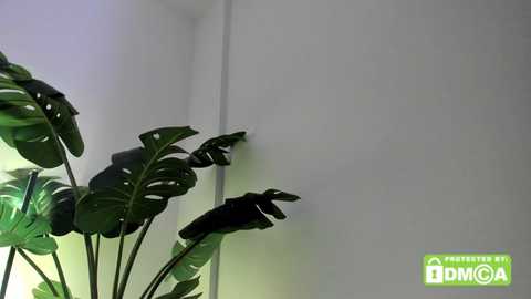 ashllovee_ @ chaturbate on 20251022