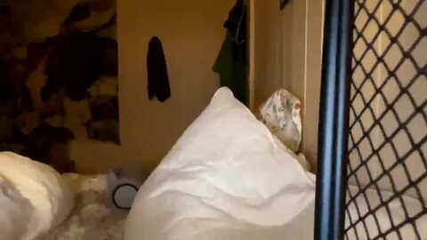 ailia_ @ myfreecams on 20230906