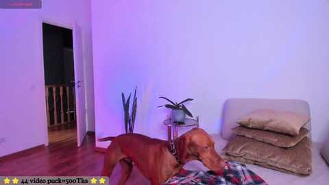 fire_ice_emma @ myfreecams on 20231115