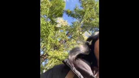 alisadave @ stripchat on 20230917