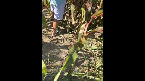 luisabecker @ stripchat on 20230925