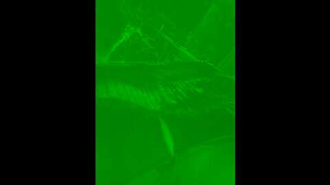 wet__bunny @ stripchat on 20231014