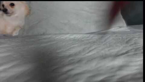 virgin_pussy18 @ stripchat on 20231025