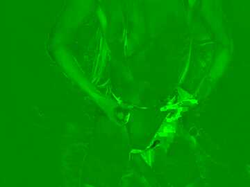 pussyfoxysex @ stripchat on 20231101