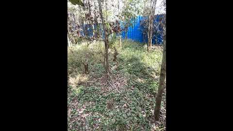 asia_melody @ stripchat on 20241028