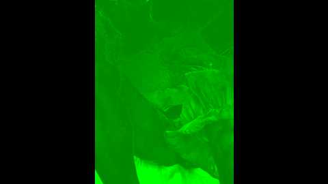 tingting66 @ stripchat on 20241121
