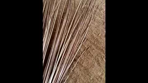 indiankanak @ stripchat on 20241124