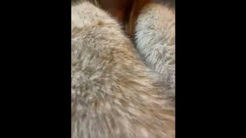 babydolll @ stripchat on 20241210