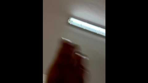 milarenee @ stripchat on 20250819