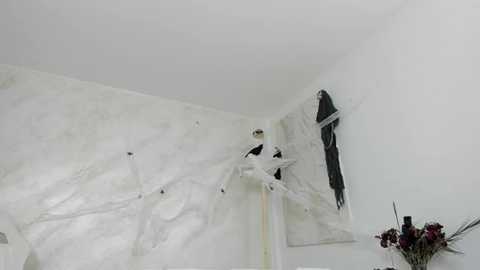 lissababe1 @ stripchat on 20251030